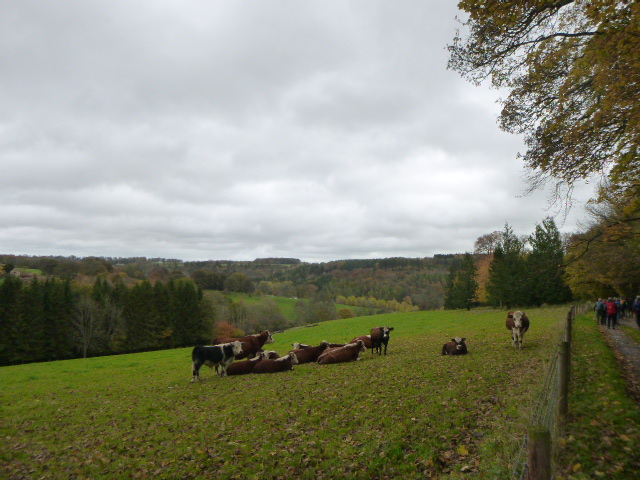 Cows resting in a green field under cloudy sky.