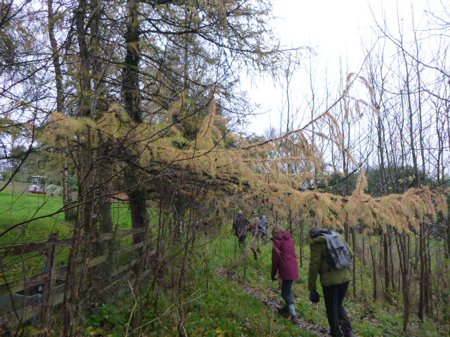 People hiking through a forest path in autumn.