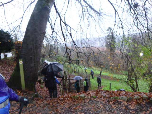 Hikers with umbrellas on rainy forest path