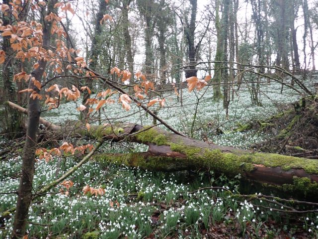 Snowdrops in a forest during early spring.