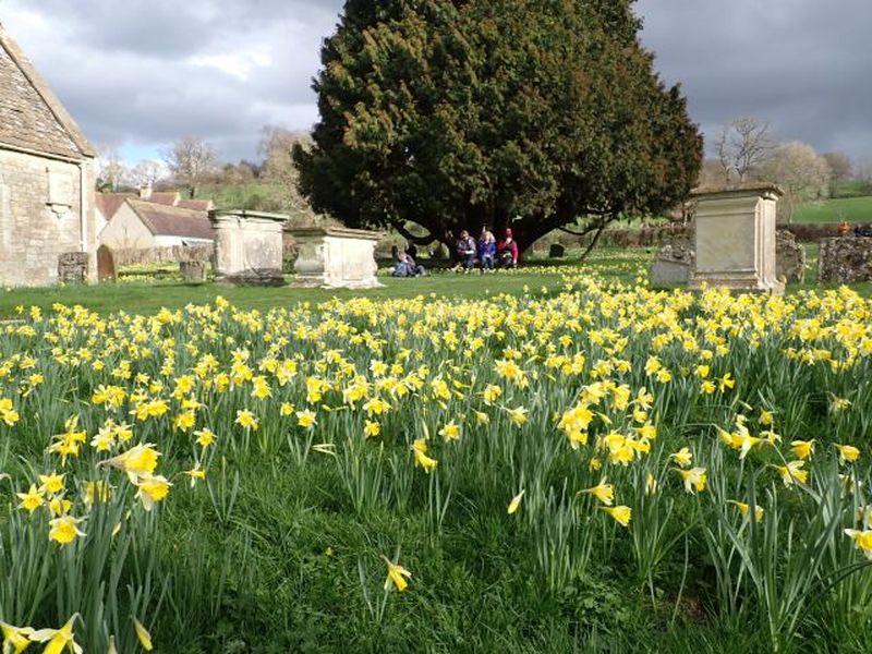 Field of blooming daffodils in countryside graveyard
