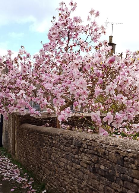 Blooming magnolia tree over stone wall