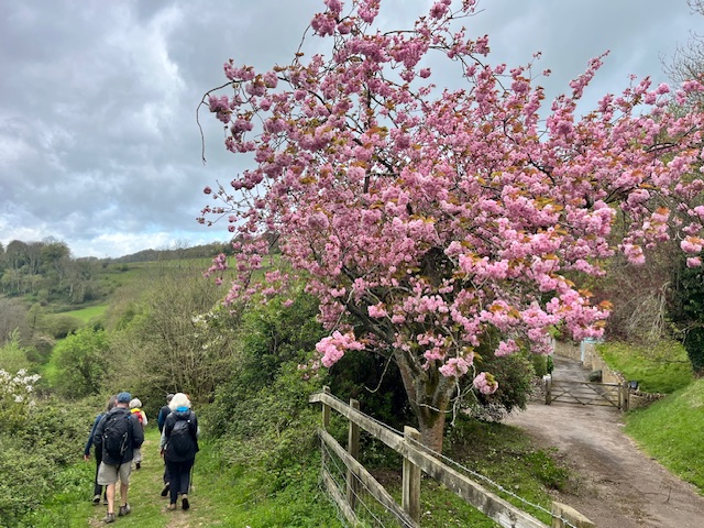 Cherry blossom tree beside countryside path with walkers