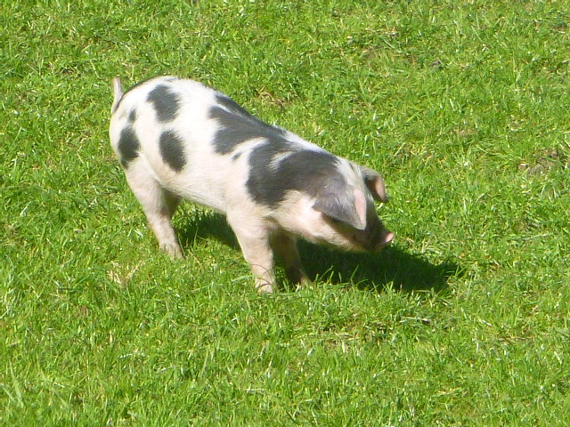 Spotted piglet grazing on green grass