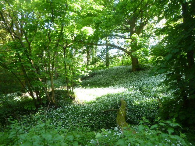 Woodland clearing with carpet of white flowers