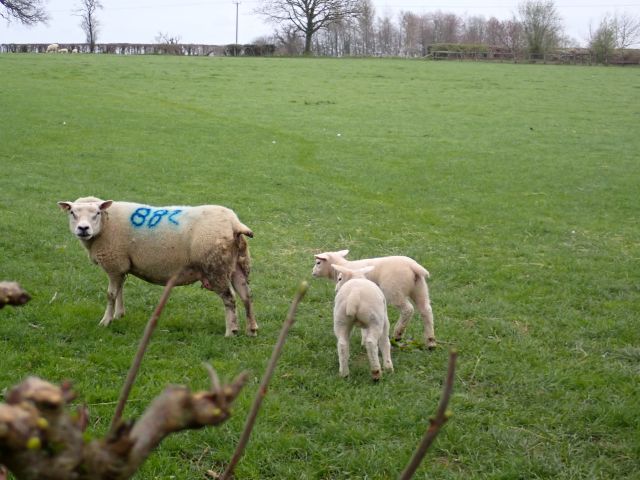 Sheep with lambs in a green field