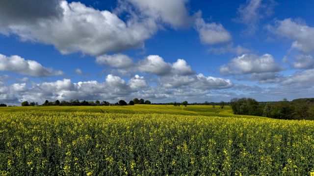 Yellow rapeseed field under blue cloudy sky