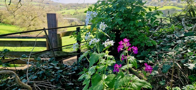 Wildflowers by wooden gate overlooking green countryside