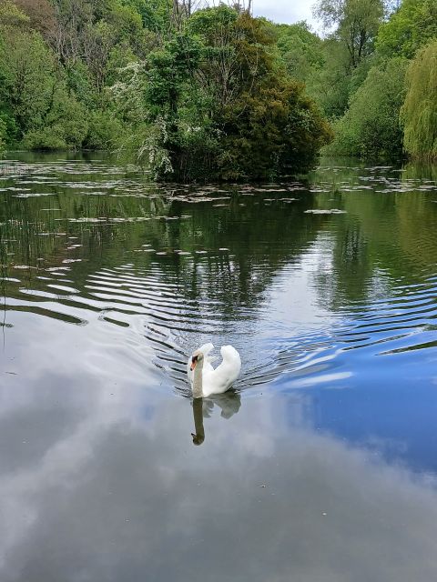 White swan swimming on calm lake