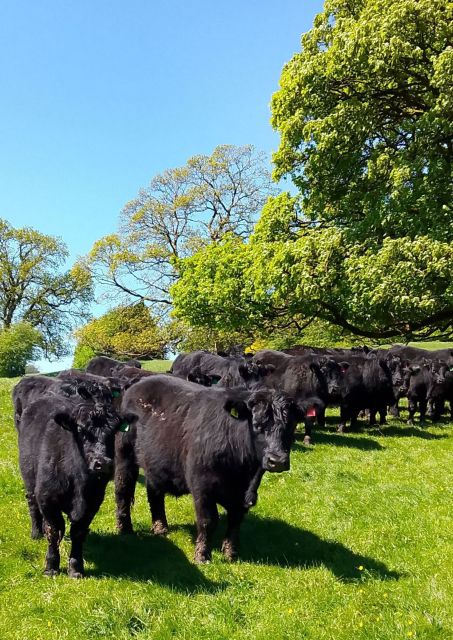 Herd of black cattle in sunny pasture