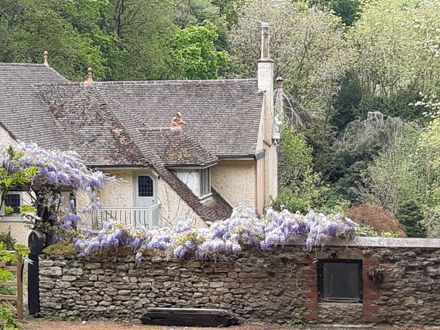Cottage behind stone wall with blooming wisteria