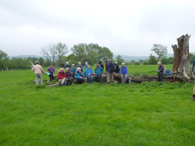 Group of hikers resting on fallen tree