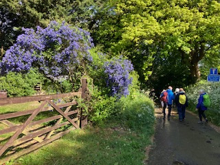 Walkers on countryside path beside purple flowering bushes