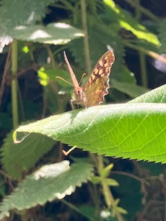 Speckled wood basking in the sunshine unconcerned by all of us marching past. 